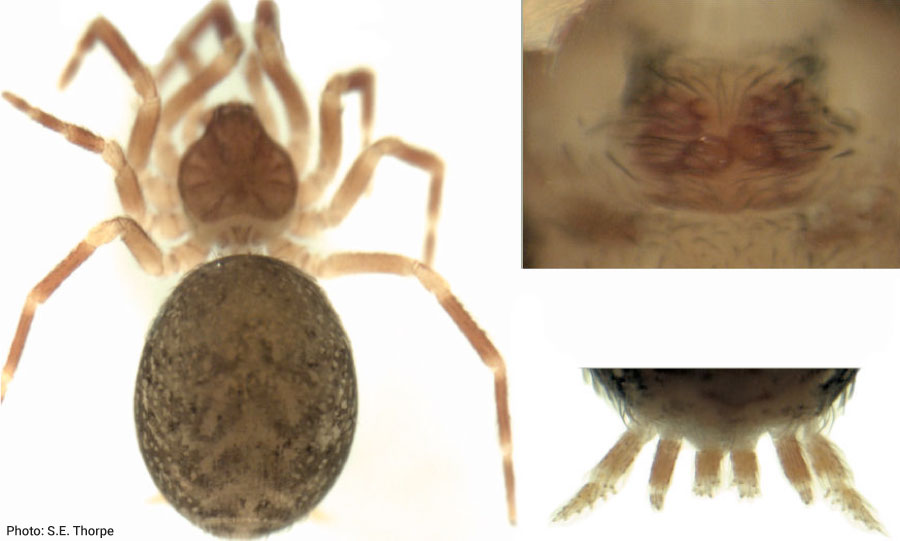 Spider Family Hahniidae Female
