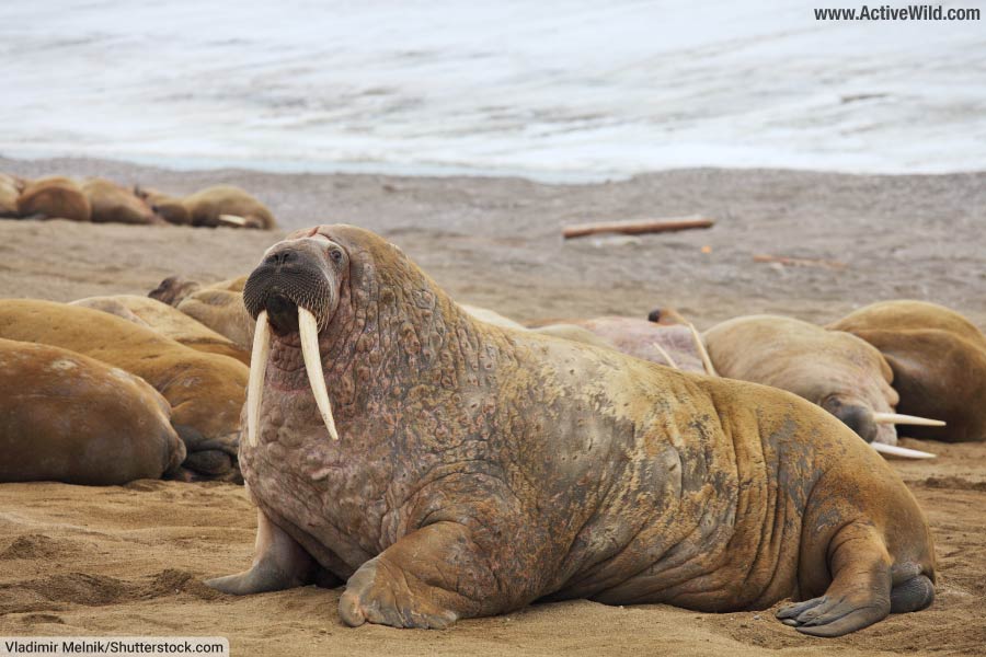 Walrus Facts Pictures Discover The Iconic Tusked Arctic Animal Walrus Facts Pictures Discover The Iconic Tusked Arctic Animal