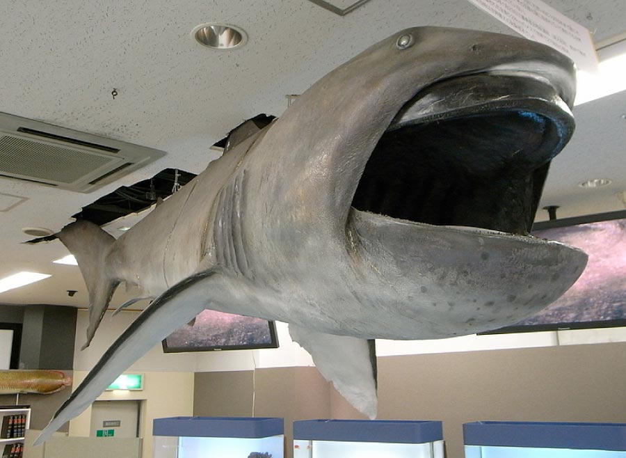 Megamouth shark in museum