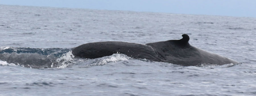Rice's Whale With Tail Damage