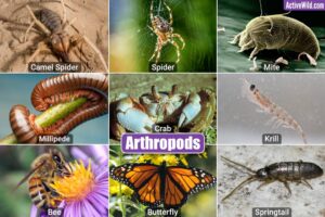 Arthropods Examples: Examples Of Arthropods From Around The World