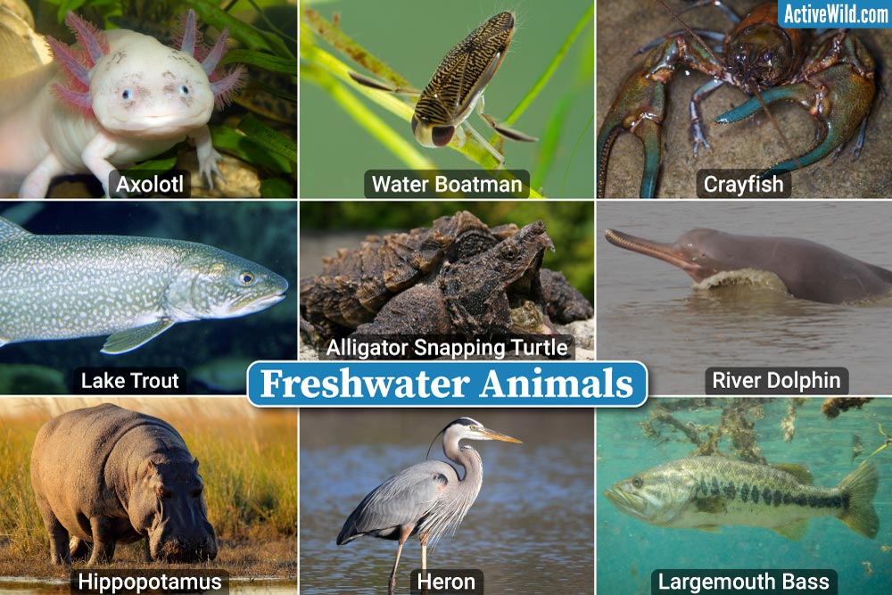 Freshwater Animals List, Pictures & Facts, Examples Of Freshwater Species