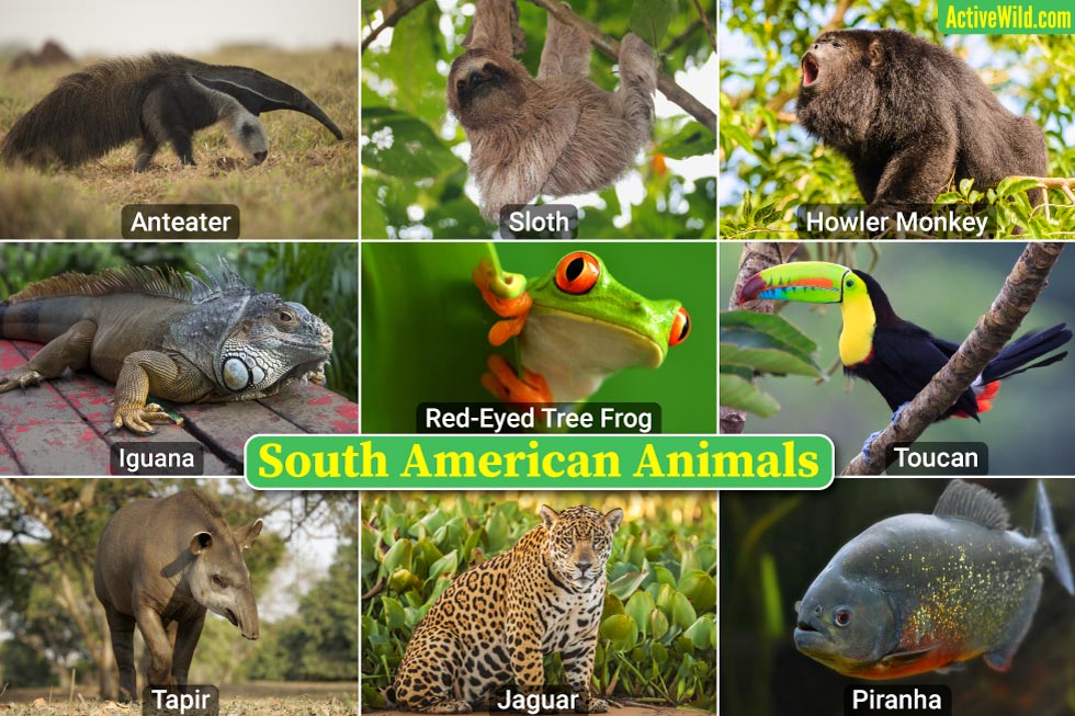 South American Animals List With Pictures & Interesting Facts