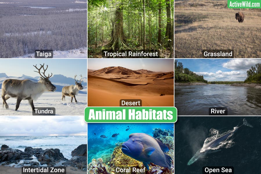 Animal Habitats – Terrestrial, Freshwater & Marine, Pictures & Facts