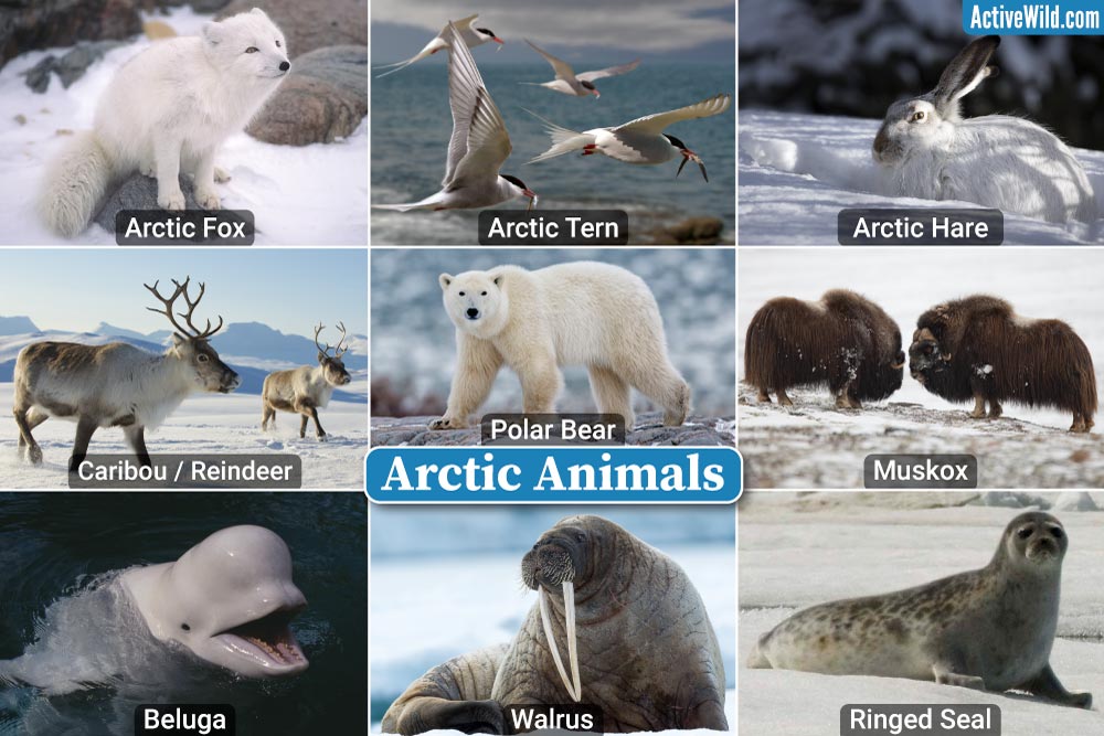 Arctic Ocean Animals List