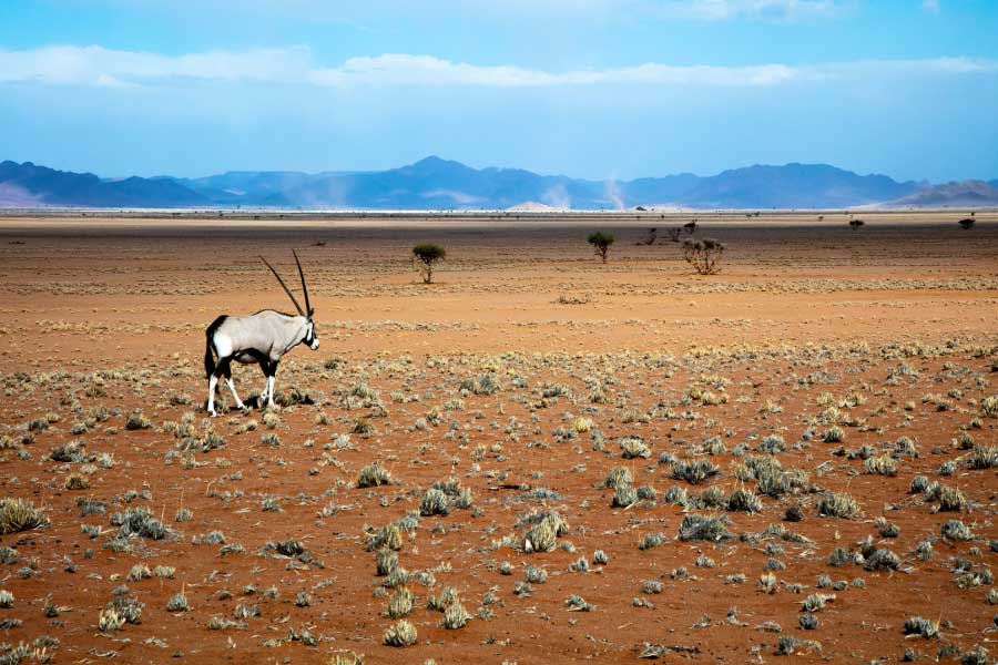 Gemsbock in Namib Desert