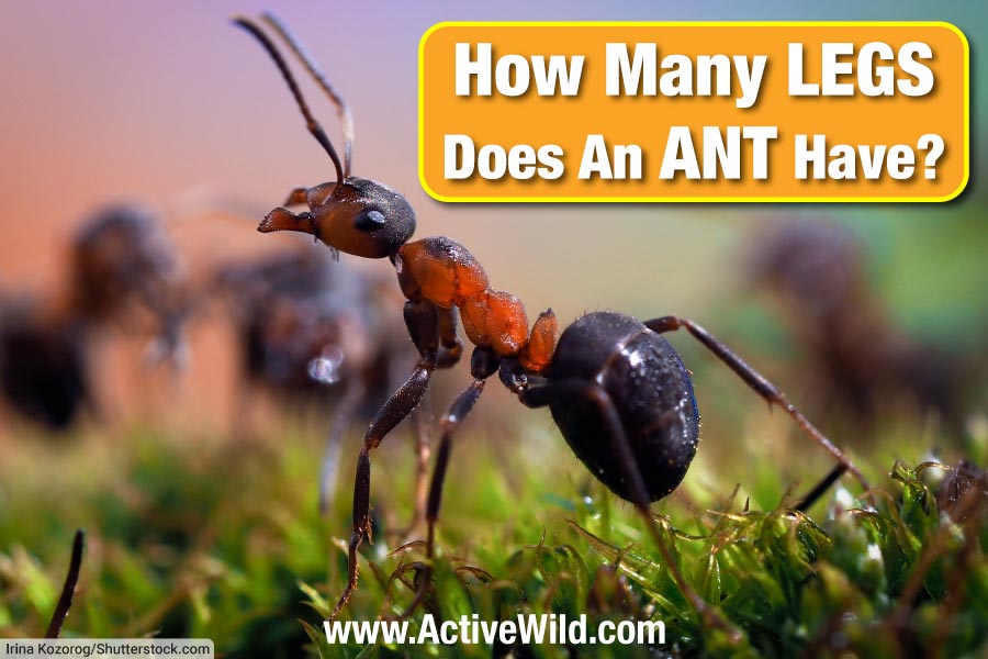 How Many Legs Does An Ant Have? (And Other Interesting Ant Facts)