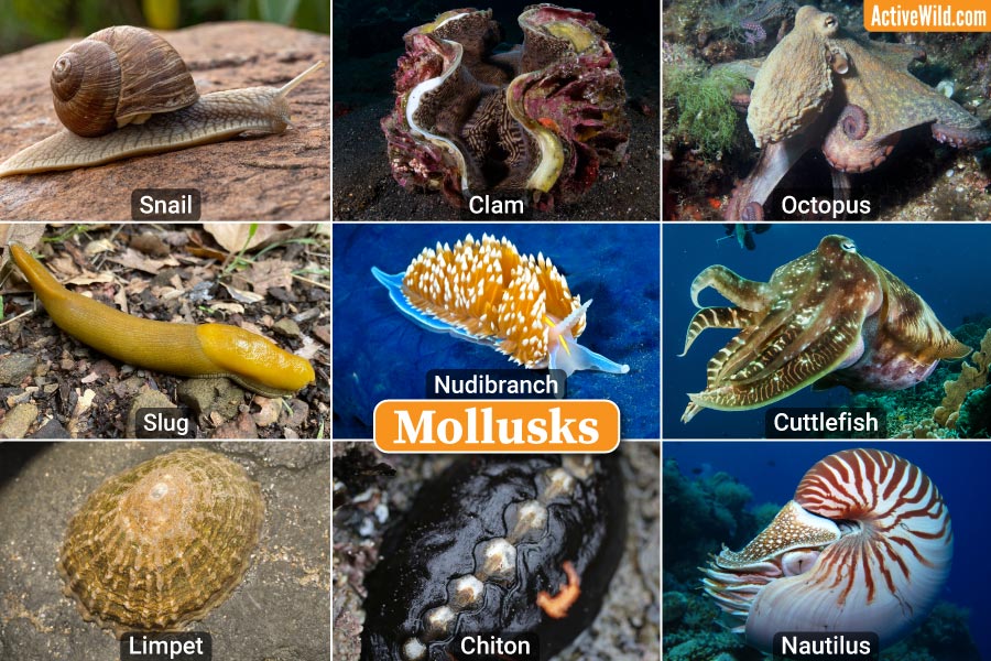 Mollusks Examples