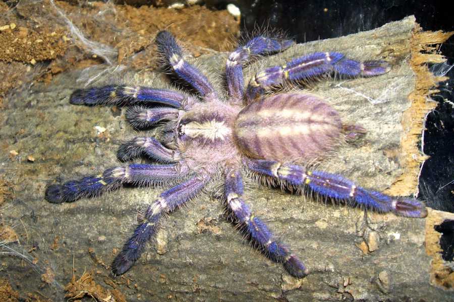 Spider Peacock Tarantula