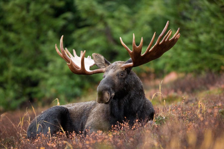 Male Moose With Big Antlers