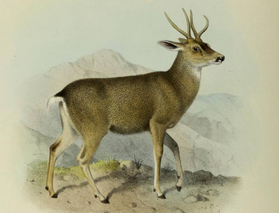Taruca Deer