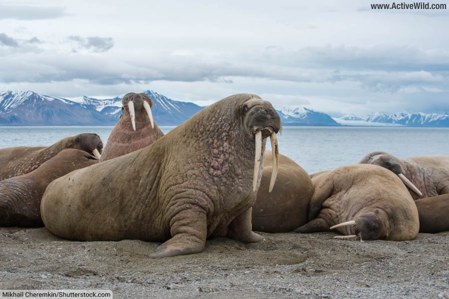 Walrus In The Arctic