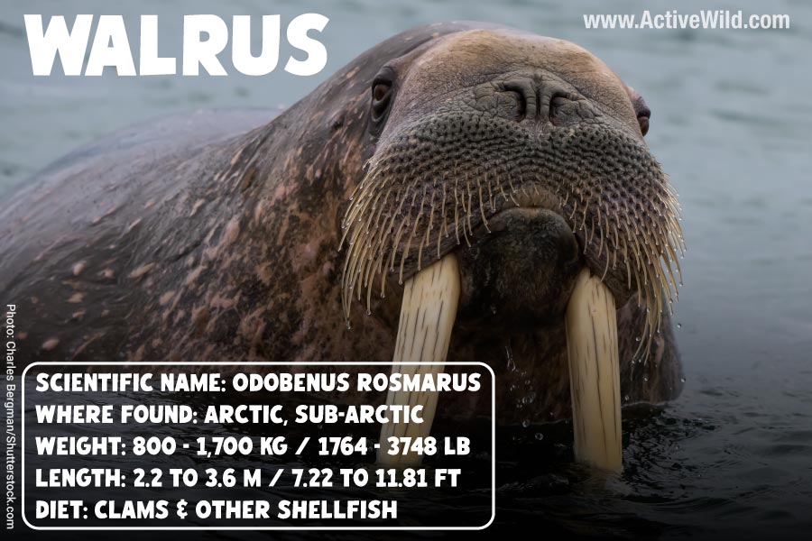Walrus Facts & Pictures – Discover The Iconic Tusked Arctic Animal