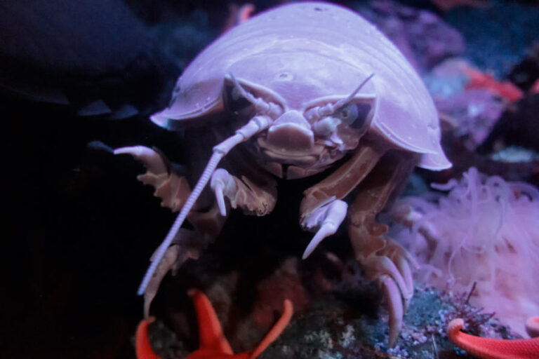 Weird Animals – A List Of The World’s Strangest Species | Environment.org