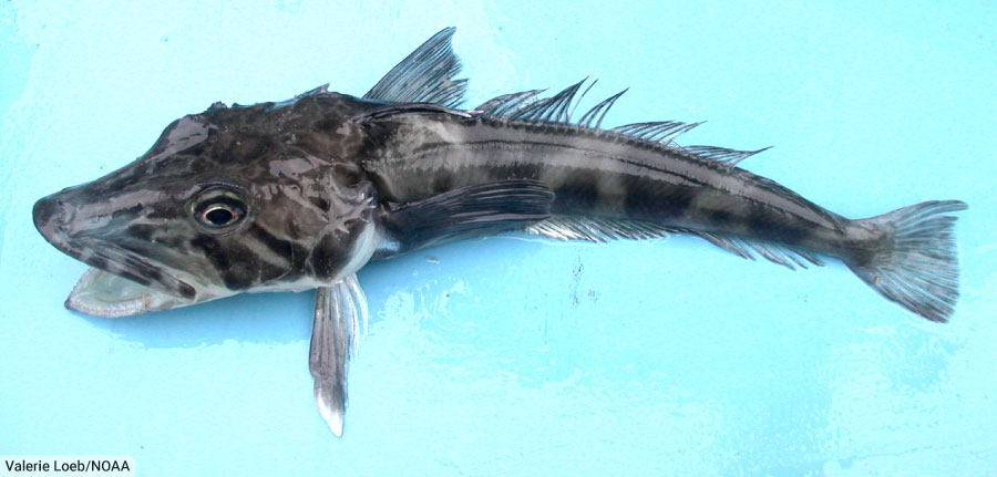 Ocellated Icefish
