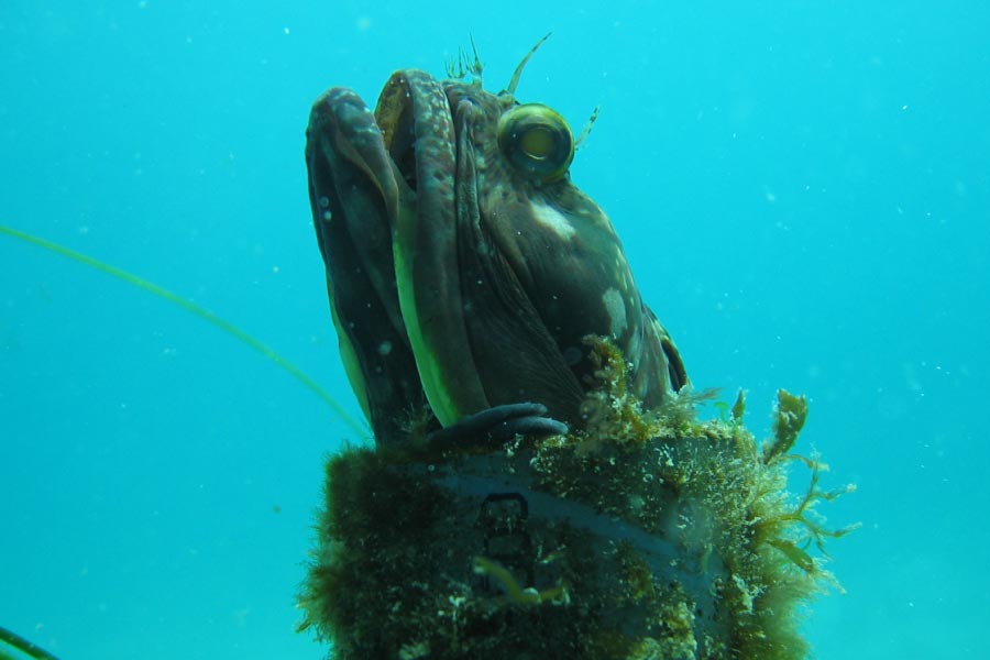 Weird Sea Creatures Info Pictures Facts World s Strangest Ocean 