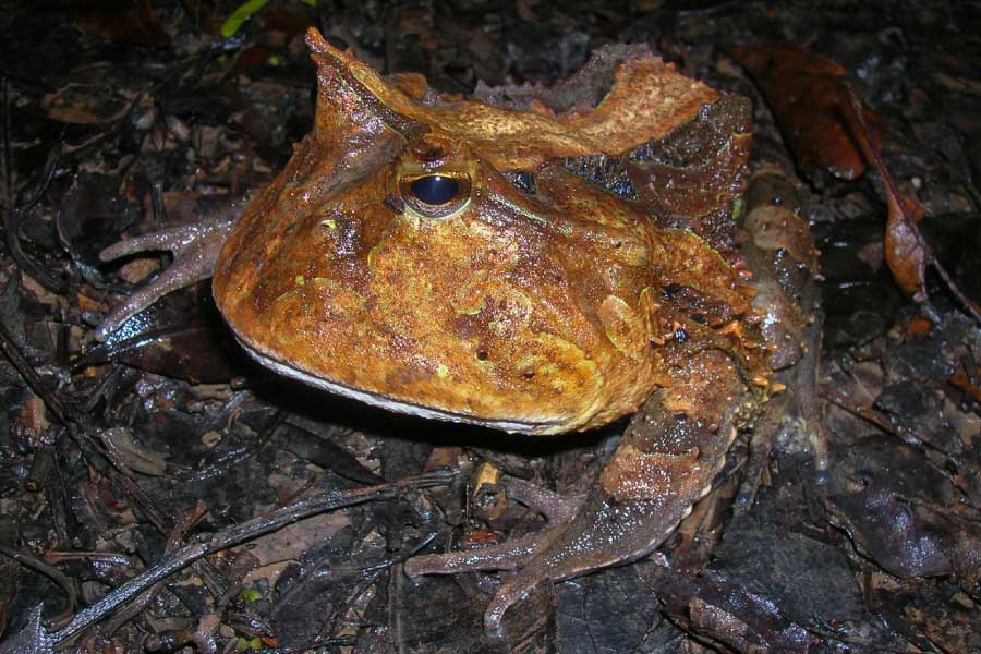 Surinam Horned Frog or Amazonian Horned Frog