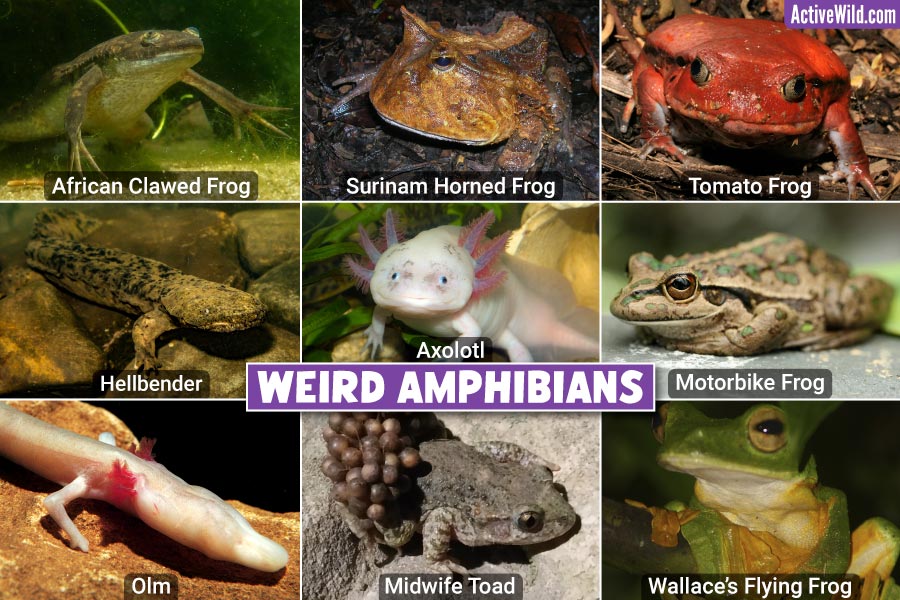Weird Amphibians