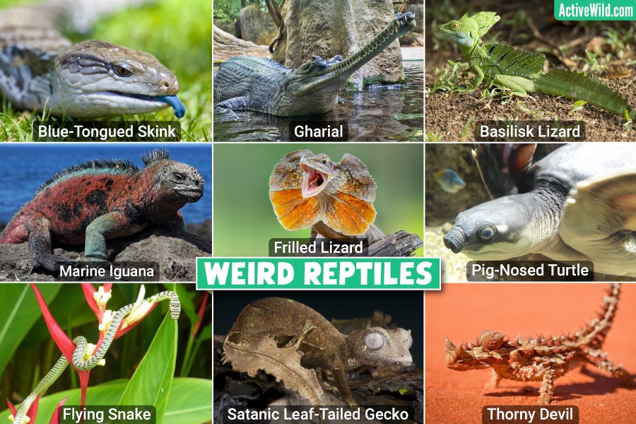 Weird Reptiles – List Of The Weirdest Reptiles, Pictures & Interesting Facts