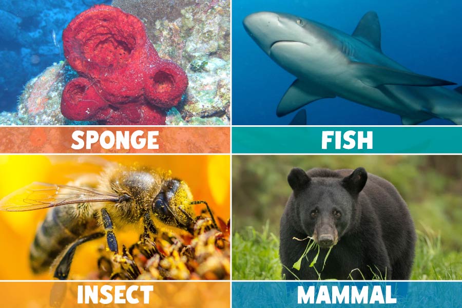 Animals Types