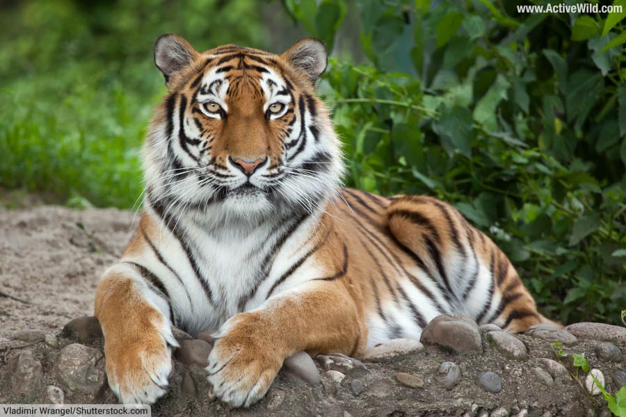 Siberian or Amur Tiger