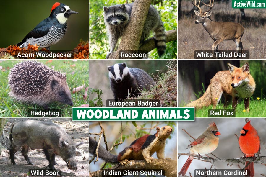 Woodland Creatures