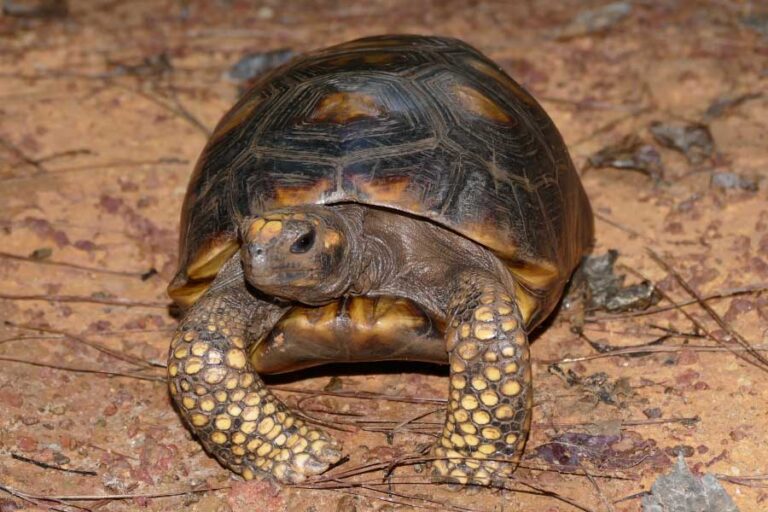 Woodland Animals List With Pictures Interesting Facts Environment Org