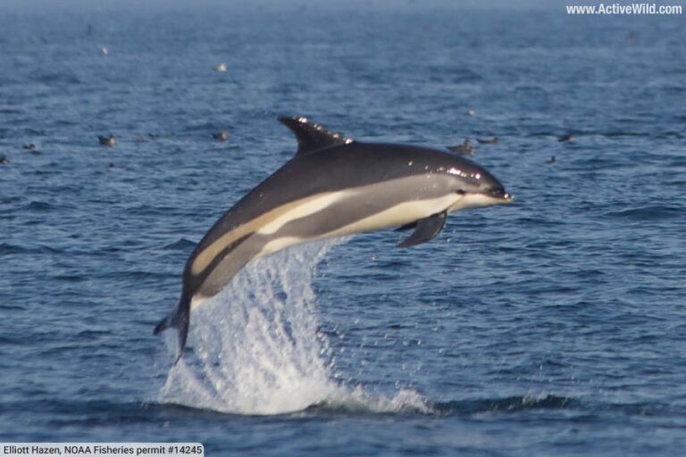 Types Of Dolphins List Of All Dolphin Species Pictures Facts Types Of Dolphins List Of All Dolphin Species Pictures Facts