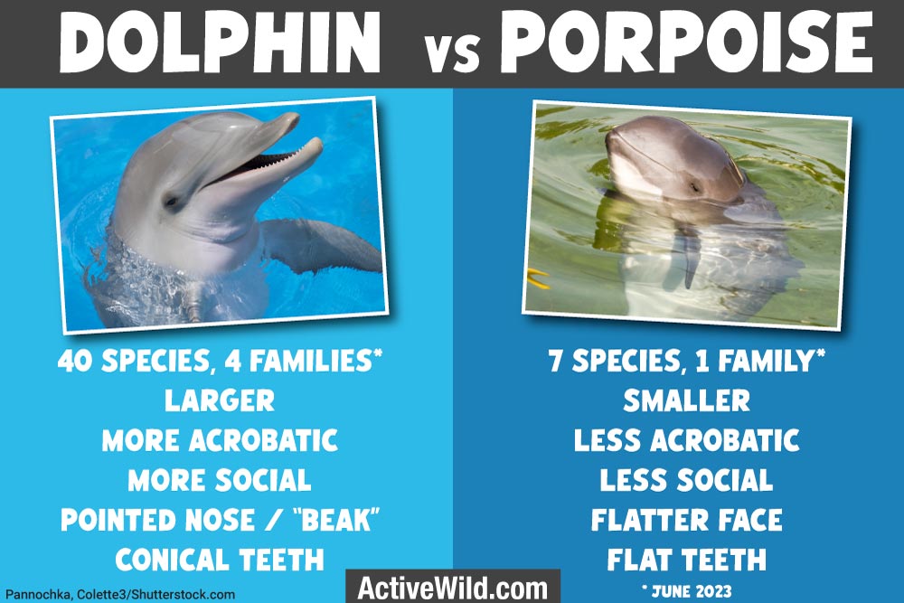 Dolphin vs Porpoise Infographic