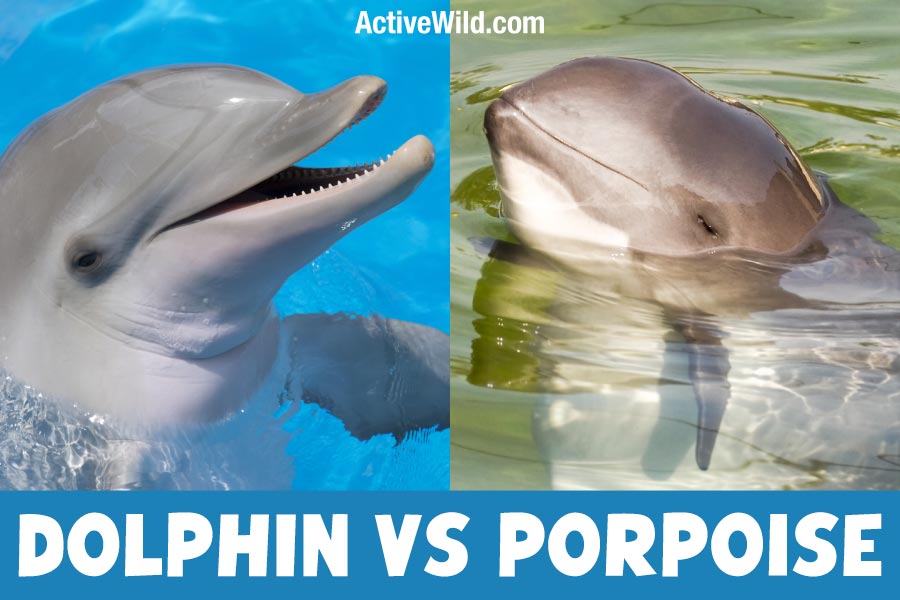 Dolphin vs Porpoise