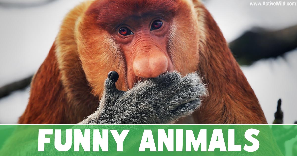 Funny Animal Pictures For Kids
