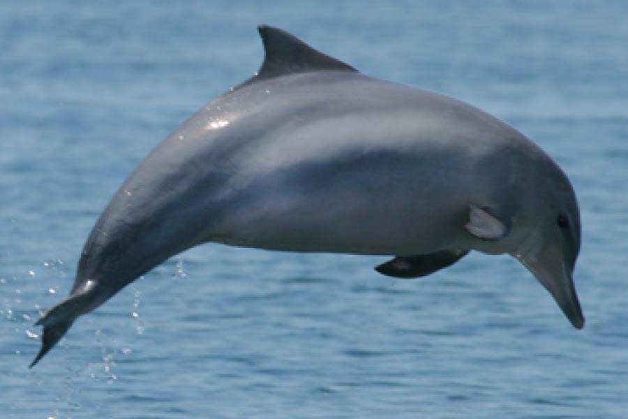 Guiana Dolphin