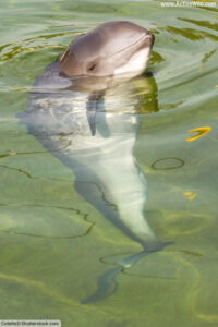 Dolphin Vs Porpoise: What Is The Difference Between Dolphins & Porpoises?