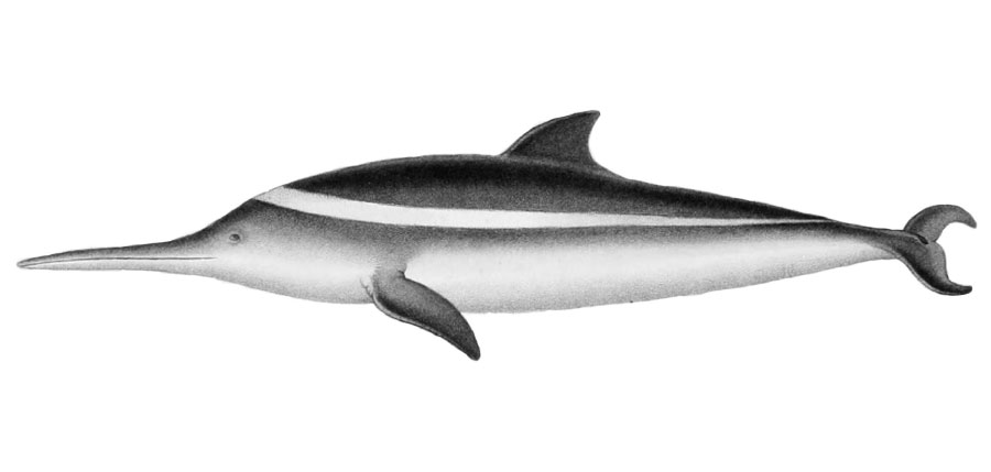 La Plata Dolphin Franciscana