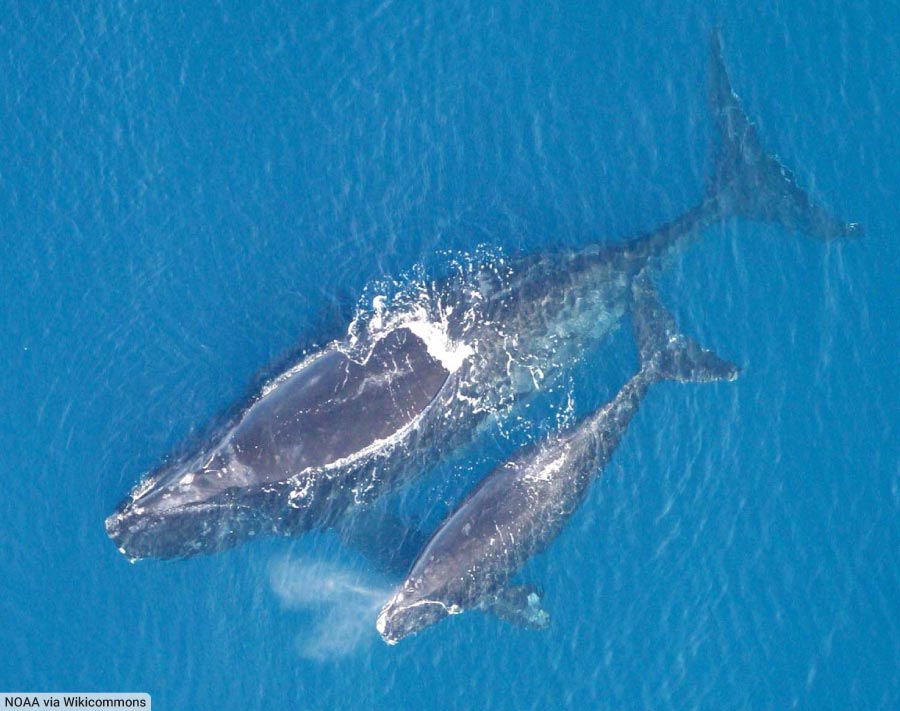 North Atlantic Right Whale with Calf