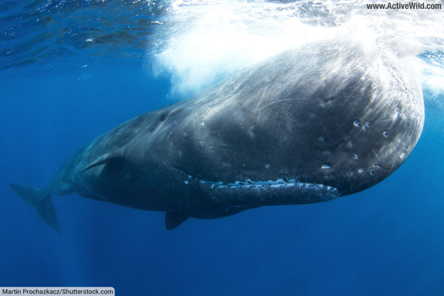Sperm Whale Near Surface