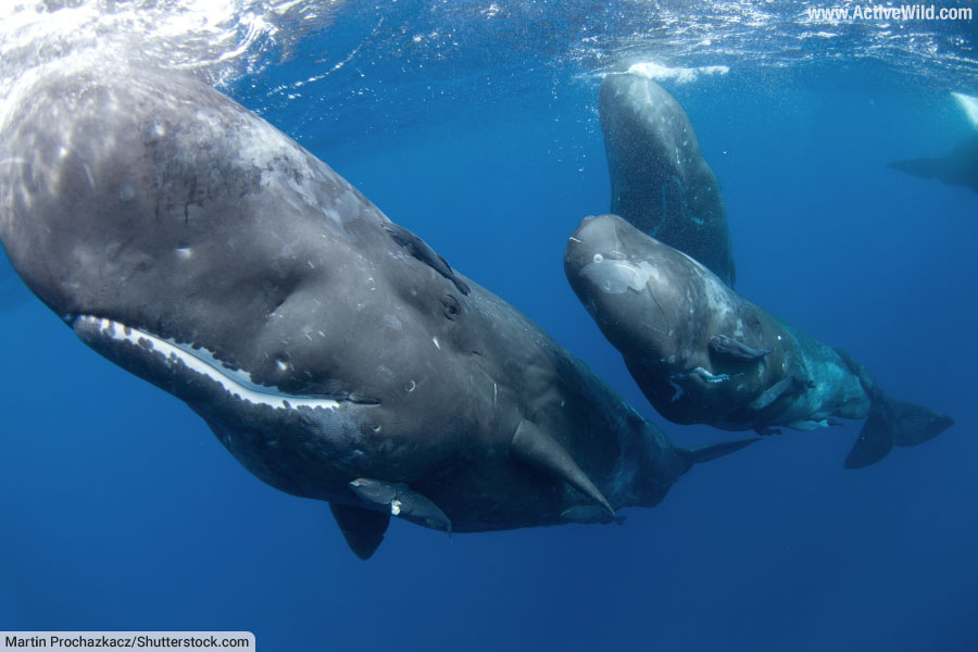 Sperm Whale Pod