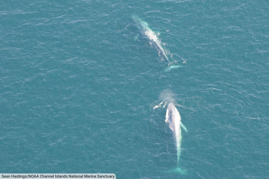 Two Blue Whales At Surface