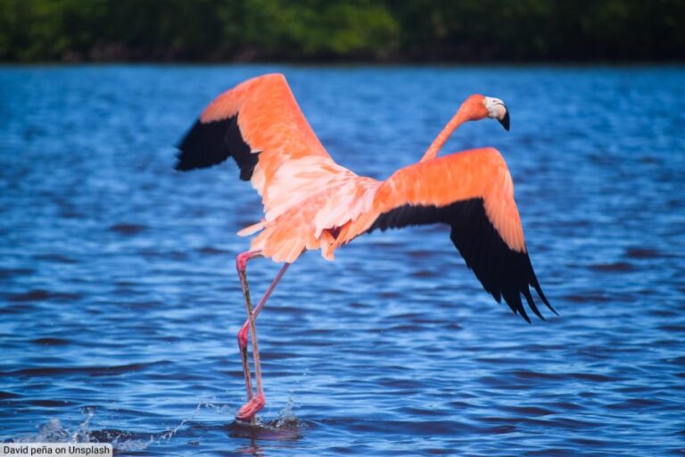 American Flamingo Facts Pictures Complete Species Guide American Flamingo Facts Pictures Complete Species Guide