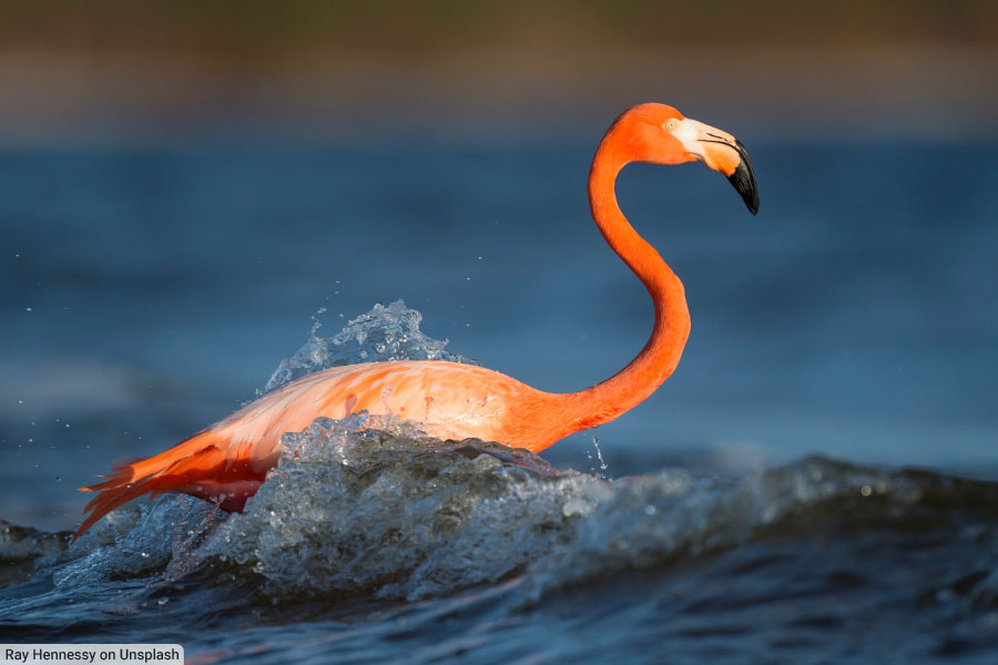 American Flamingo Facts Pictures Complete Species Guide American Flamingo Facts Pictures Complete Species Guide