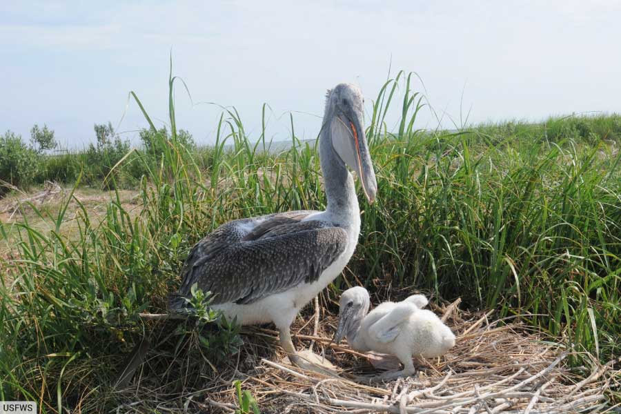 Brown Pelican With Chick