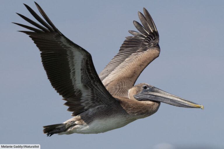 Brown Pelican Facts, Pictures, Complete Species Guide