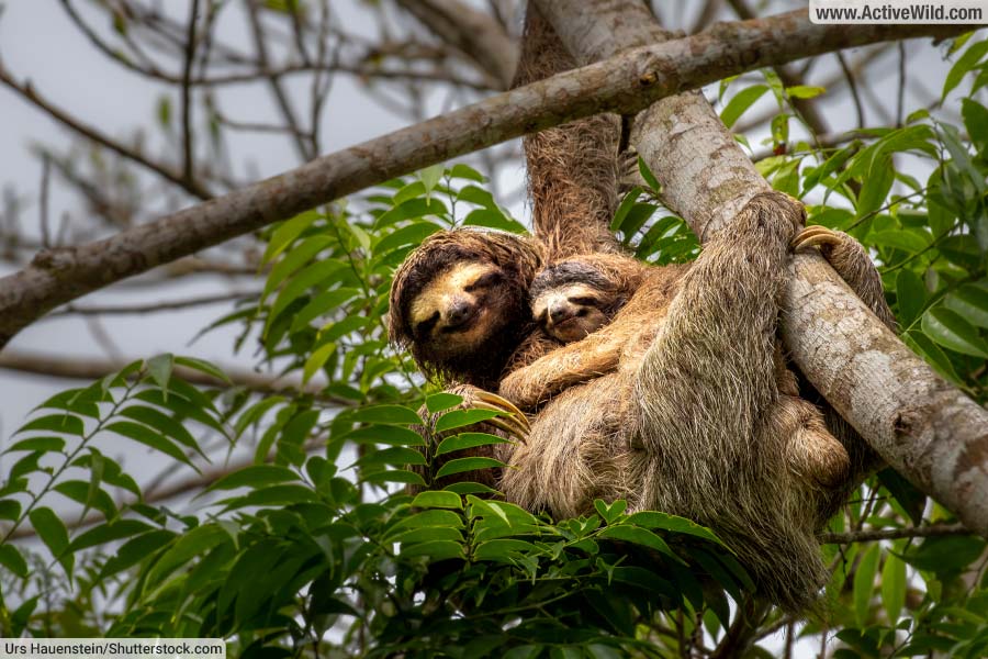 Brown-Throated-Sloth-With-Baby