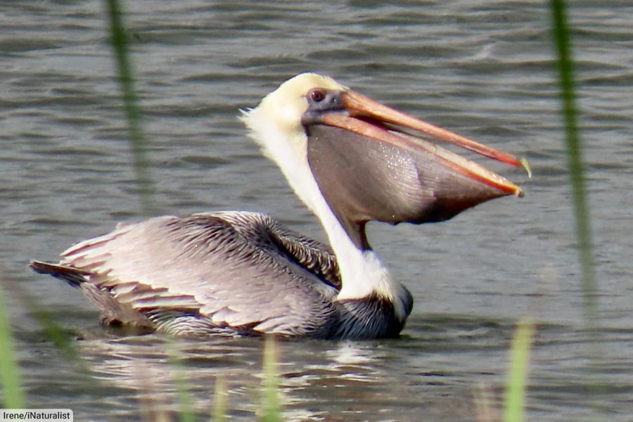 Brown pelican feeding full pouch