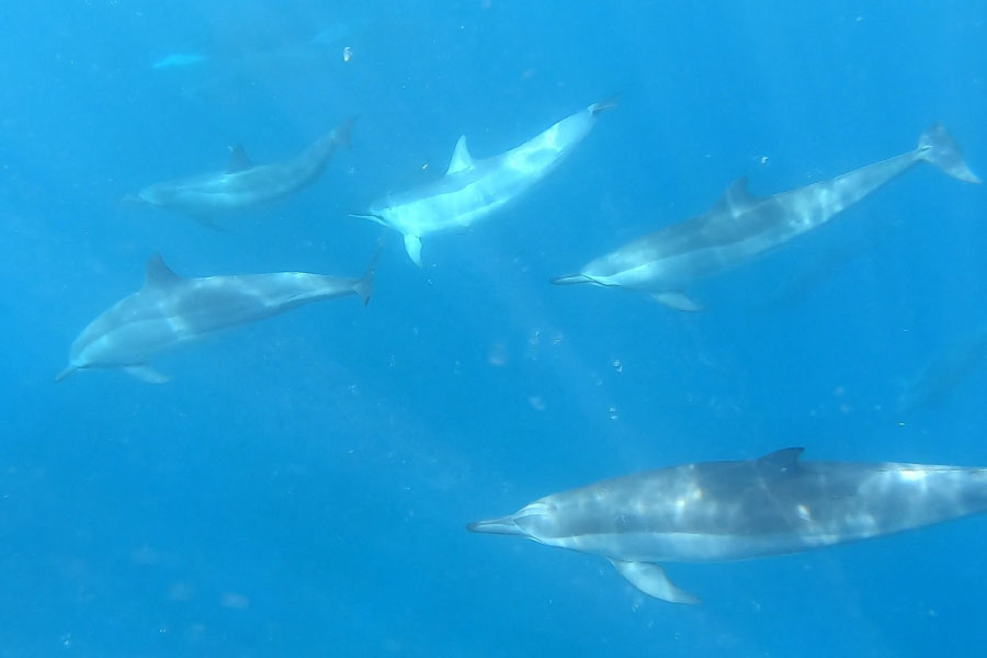Pod of spinner dolphins underwater