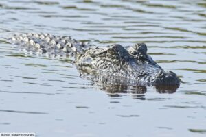 Alligator vs Crocodile: The Difference Between Alligators And Crocodiles