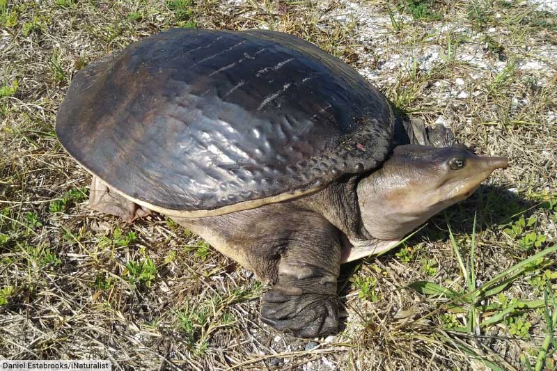 Florida Softshell Turtle By Road