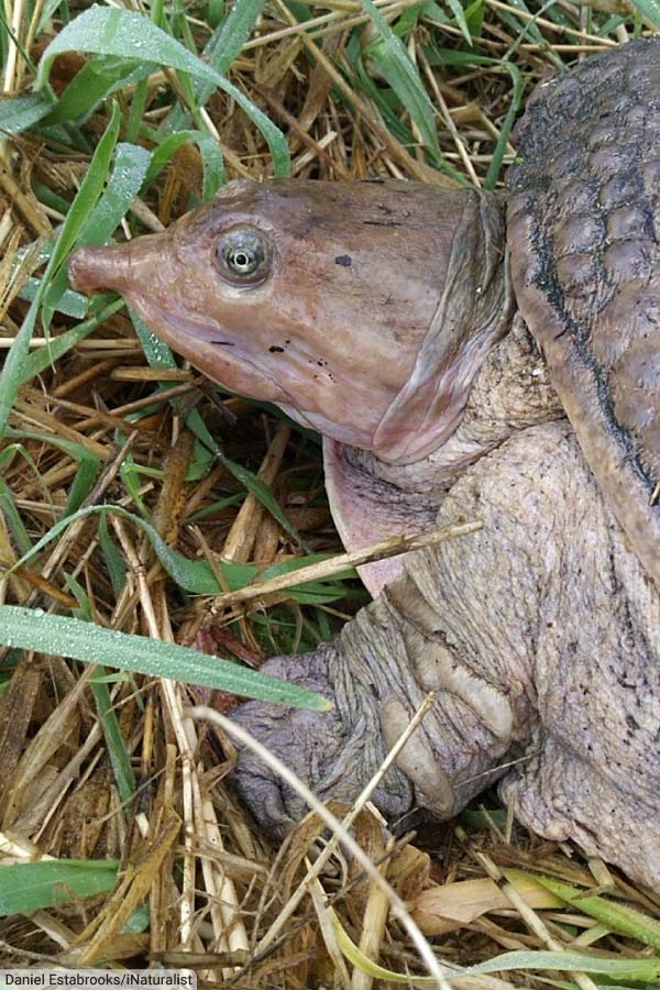 Florida Softshell Turtle Head Close Up