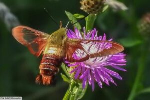 Hummingbird Moth Facts: Moths That Look (And Sound) Like Hummingbirds!