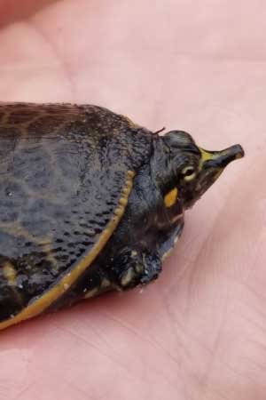 Toad With Turtle Shell Texas Frogs & Toads: Photos, Identification Guide to Common Species